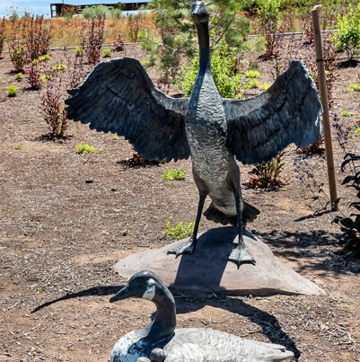 River Geese