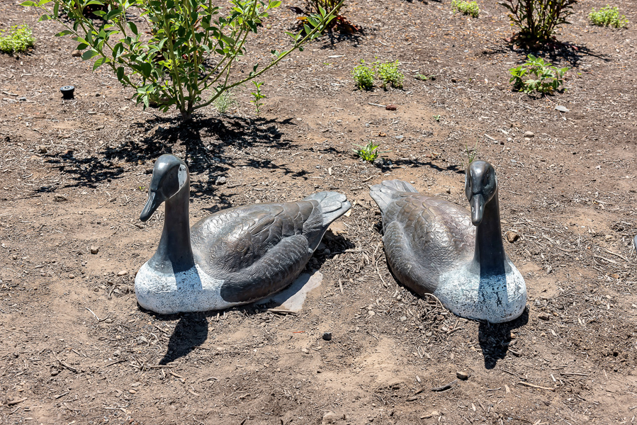 River Geese